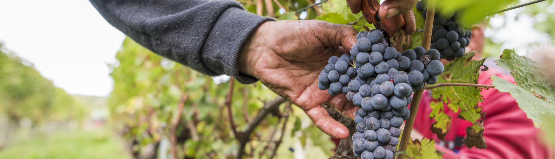 Vendanges raisin