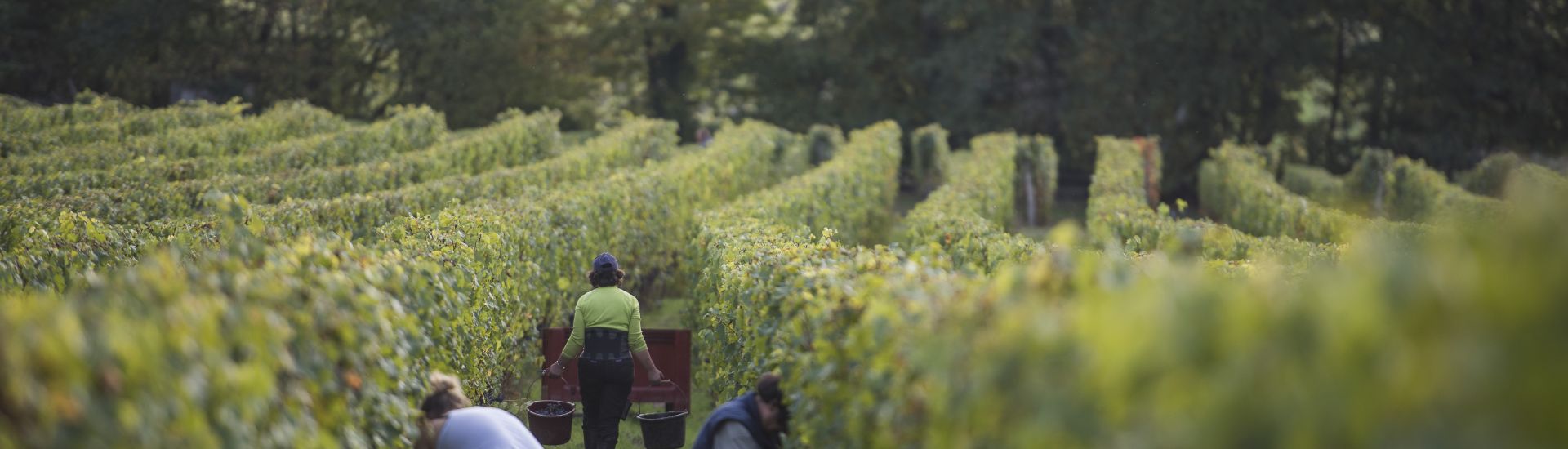 Vendanges